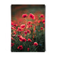 Red poppy flowers over fields