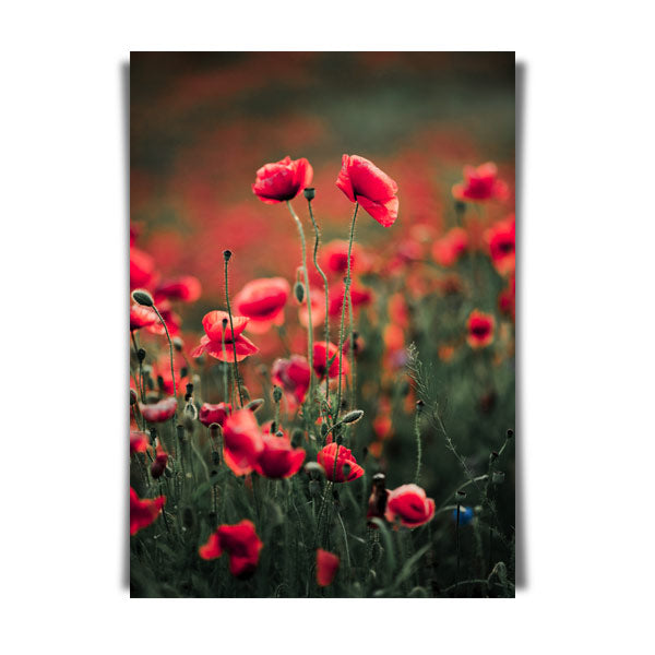 Red poppy flowers over fields