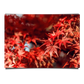 Red Maple Leaves Macro Shot