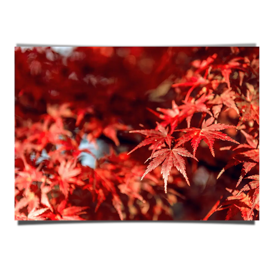 Red Maple Leaves Macro Shot