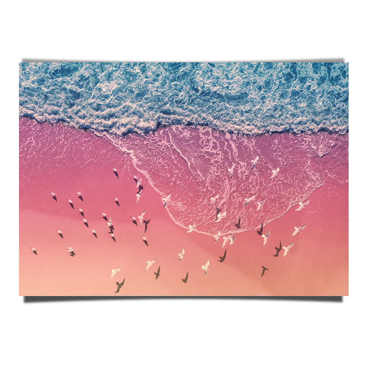 Seagulls On Pink Sand Beach