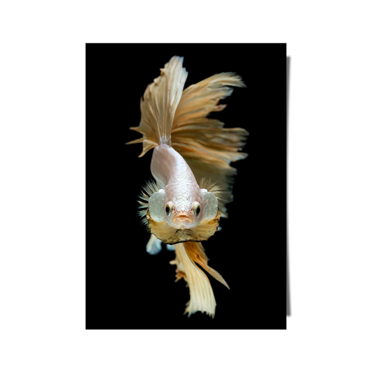 Silver And Gold Half Moon Betta Fish