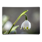 Snowdrop Macro Shot
