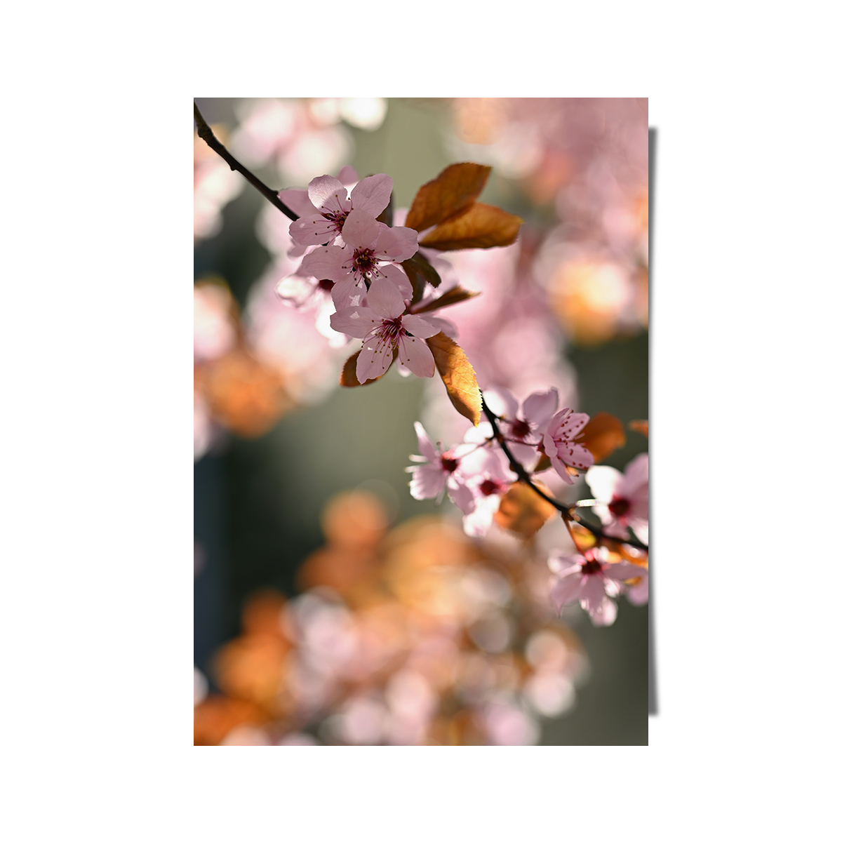 Spring Time