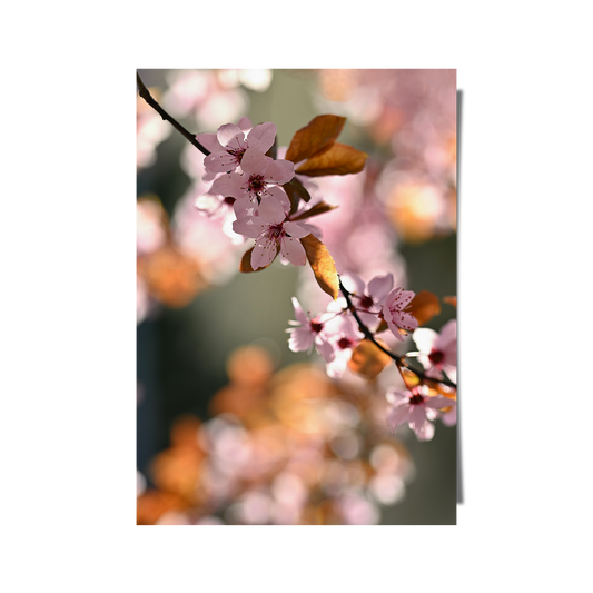 Spring Time