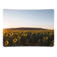 Sunflower Fields