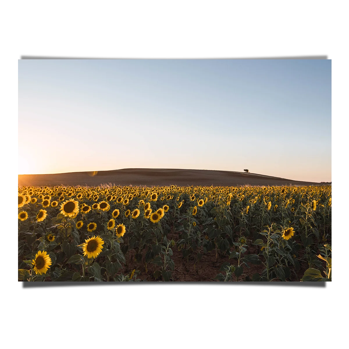 Sunflower Fields