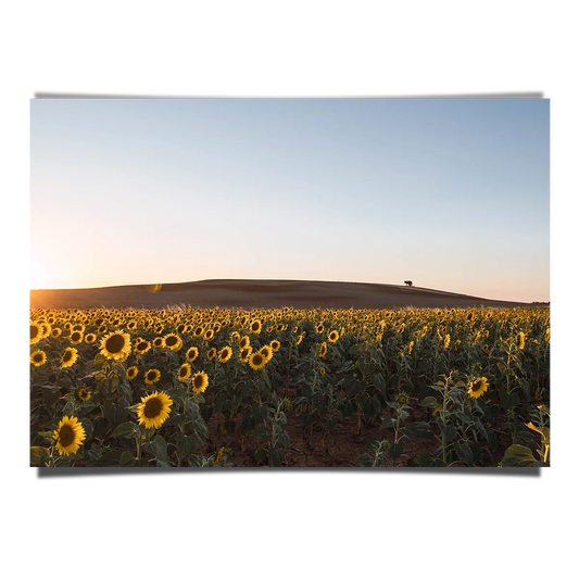 Sunflower Fields