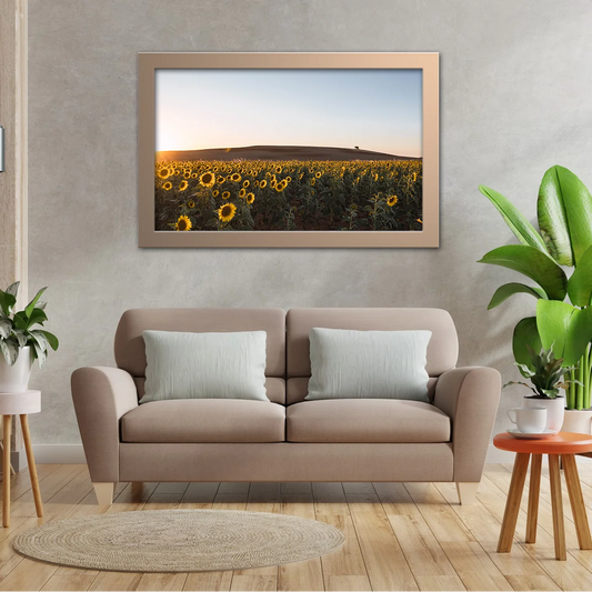 Sunflower Fields