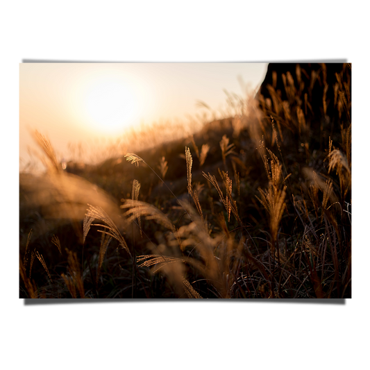 Sweet Grass Branches