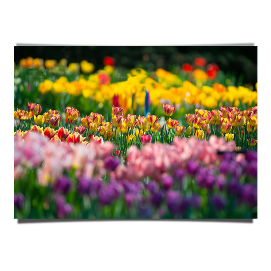 Tulip Field