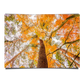 Under The Orange Maple Trees