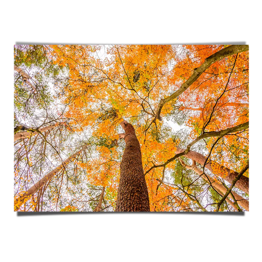 Under The Orange Maple Trees