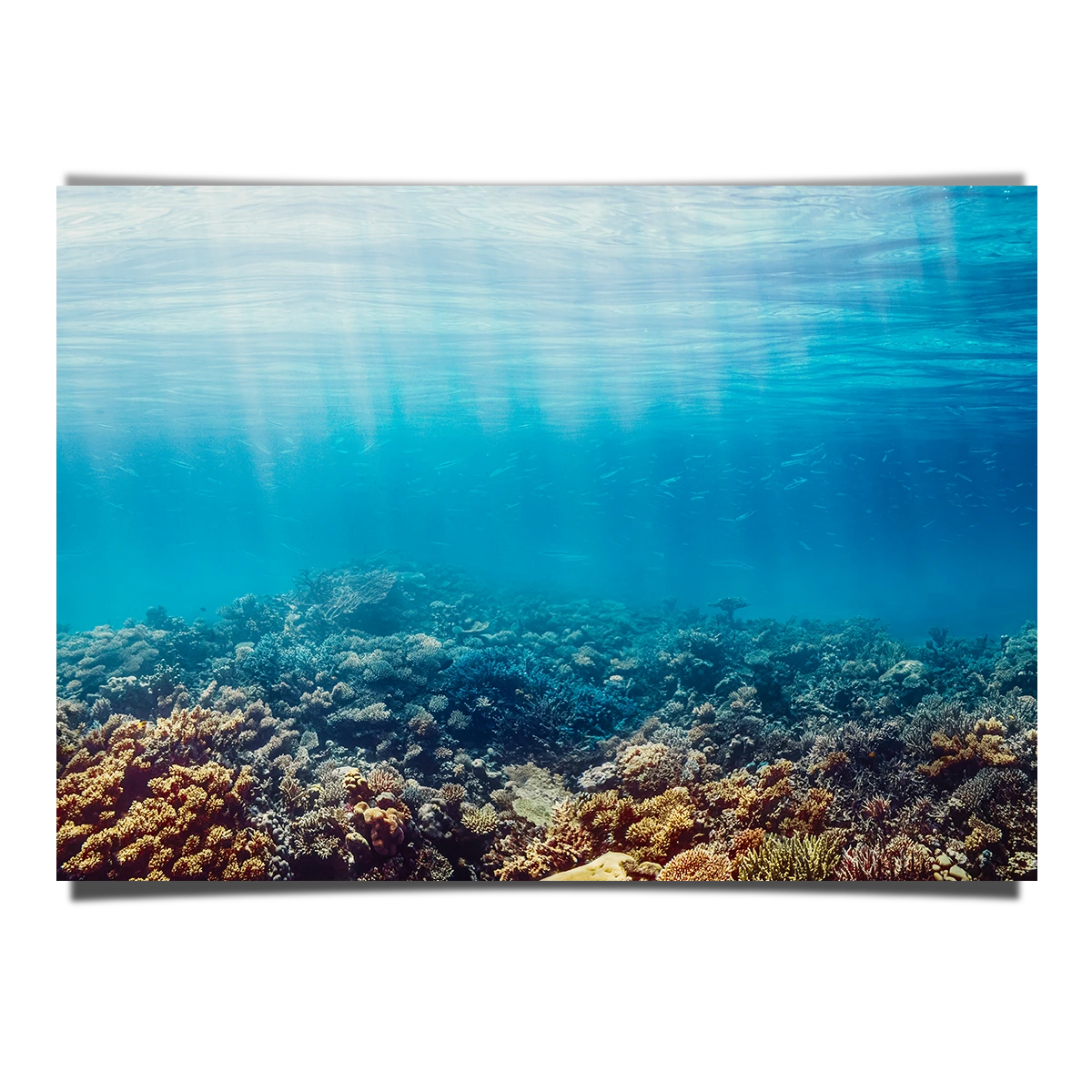 Underwater Coral Reef Red Sea