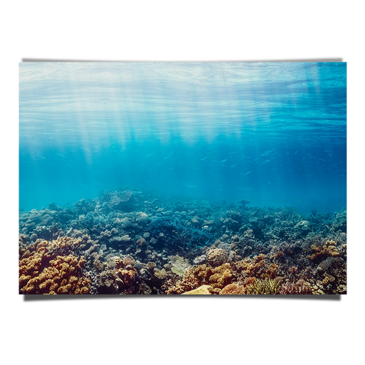 Underwater Coral Reef Red Sea