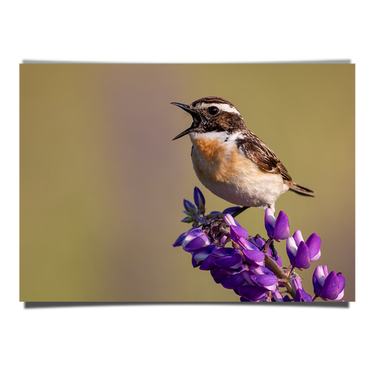 Whinchat Close Up Shot