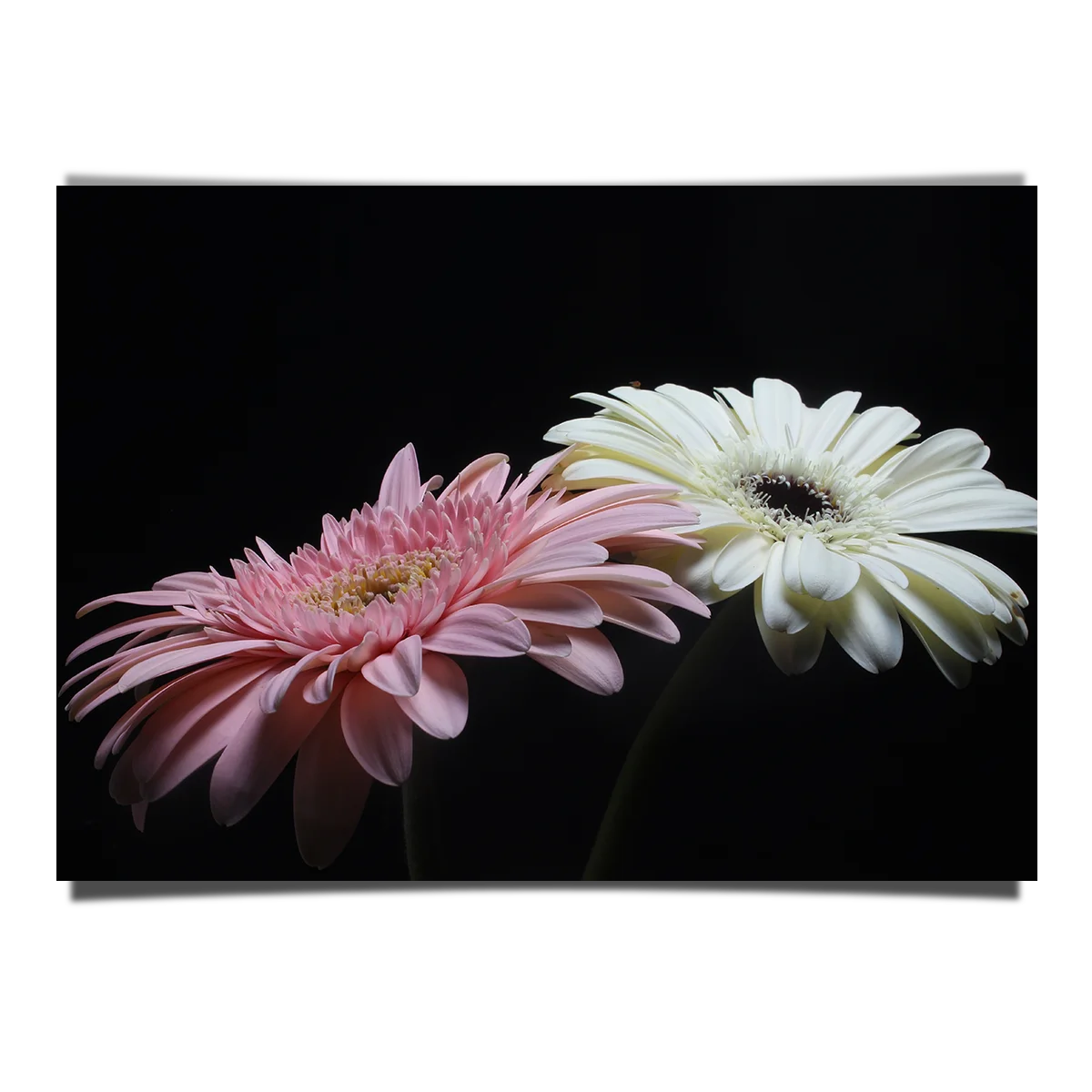 White And Pink Gerbera Flower