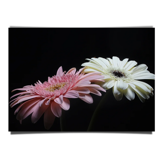 White And Pink Gerbera Flower