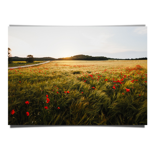 Wide Poppy Field