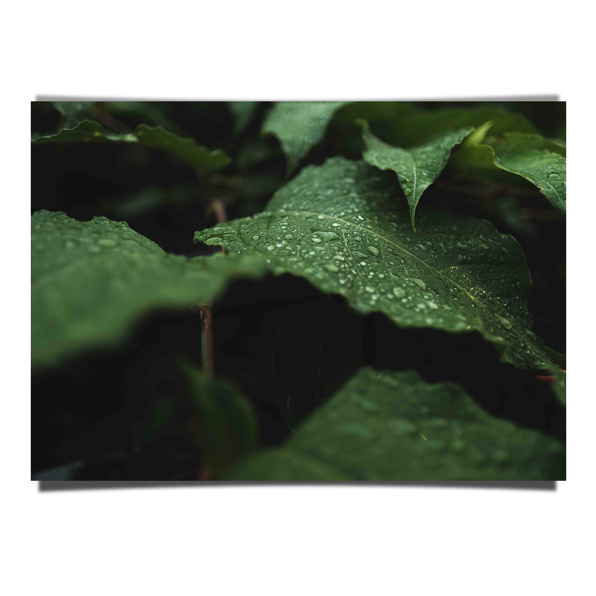 Wild Green Leaves