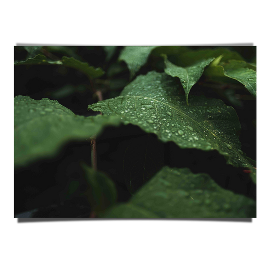 Wild Green Leaves